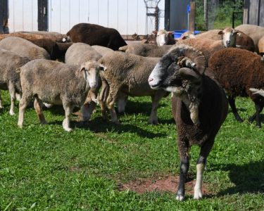 Costa Rican Sheep 5 Critical Sheep Breeds for the Homestead - Countryside
